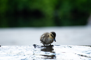 newborn young Baby chick duck walking climbing waterfall in the river