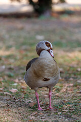 Egyptian goose on grass in park