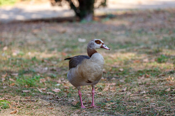 Egyptian goose on grass in park