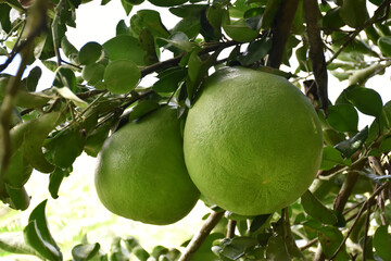A large round green pomelo fruit hanging on its tree. It has a sweet and sour taste and can be stored for a long time. Thai people can grow this plant all over the provinces.
