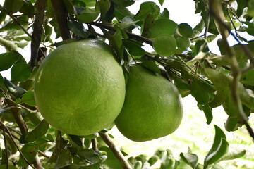 A large round green pomelo fruit hanging on its tree. It has a sweet and sour taste and can be stored for a long time. Thai people can grow this plant all over the provinces.