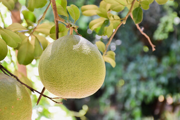 A large round green pomelo fruit hanging on its tree. It has a sweet and sour taste and can be stored for a long time. Thai people can grow this plant all over the provinces.