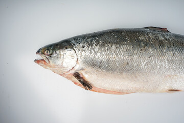 fresh fish salmon bulk with head on white background
