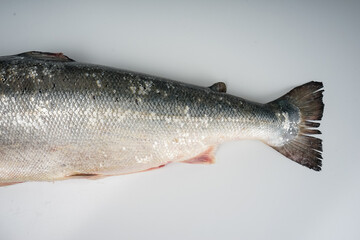Naklejka premium fresh fish salmon bulk with tail on white background 