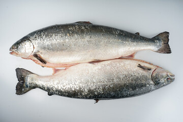 fresh salmon two fish lie jack on a white background
