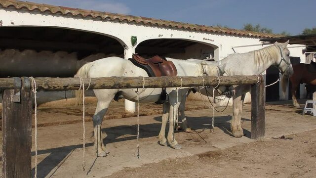 Wild White Camargue Horses standing in a stable in the Regional Park of the Camargue, Tourist ranch in camargue