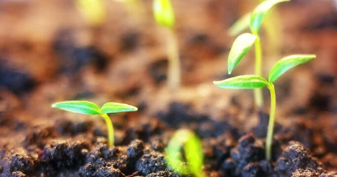 Growing plants in spring timelapse, sprouts germination newborn pepper plant rotating to the sun, sun beams shining in greenhouse ground agriculture concept, inspirational macro world, new life