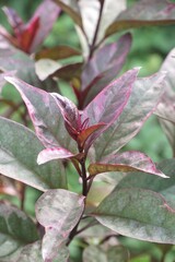 Caricature plant in nature garden