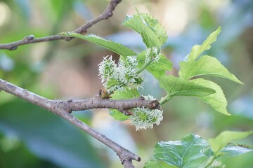 fresh green Morus alba leaves in nature garden