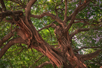 amazing truck veins of an old tree in a park in Pakistan