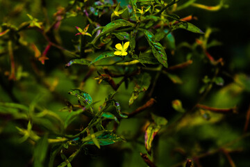 Lotus japonicus flower in yellow color with green leaves all around