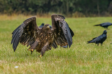 White Tailed Eagle (Haliaeetus albicilla) in flight. Also known as the ern, erne, gray eagle, Eurasian sea eagle and white-tailed sea-eagle. Wings Spread. Poland, Europe. Birds of prey.