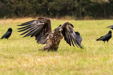White Tailed Eagle (Haliaeetus albicilla) in flight. Also known as the ern, erne, gray eagle, Eurasian sea eagle and white-tailed sea-eagle. Wings Spread. Poland, Europe. Birds of prey.