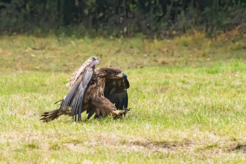 White Tailed Eagle (Haliaeetus albicilla) in flight. Also known as the ern, erne, gray eagle, Eurasian sea eagle and white-tailed sea-eagle. Wings Spread. Poland, Europe. Birds of prey.