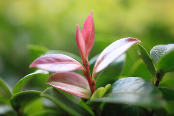 サザンカの新芽