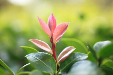 サザンカの新芽