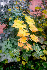Grape branch with yellow leaves on wet rose bush in autumn morning