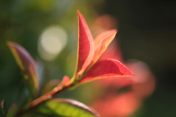 カナメモチの新芽