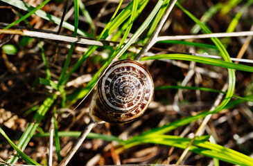 Snail coiled shell on grass