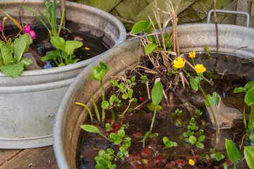 Blühende Sumpfdotterblume, Caltha palustris, in der Zinkwanne die als kleiner Gartenteich genutzt...