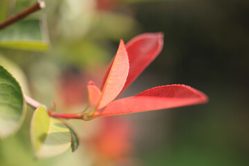 カナメモチの新芽