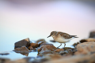 Red-necked stint (Calidris ruficollis). A small wader on the shore of a lake in the tundra. Wild bird in its natural habitat in the Arctic. Wildlife of Chukotka and polar Siberia. Far East of Russia.