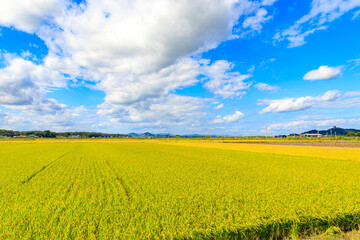 Fototapeta premium Korean traditional rice farming. Rice farming landscape in autumn. Rice field and the sky in, Gimpo-si, Gyeonggi-do,Republic of Korea.