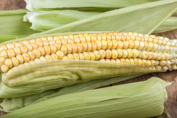 One ear of corn, slightly peeled. Rustic style.