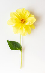 Yellow dahlia flower on white.