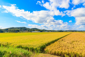 Fototapeta premium Korean traditional rice farming. Rice farming landscape in autumn. Rice field and the sky in, Gimpo-si, Gyeonggi-do,Republic of Korea.