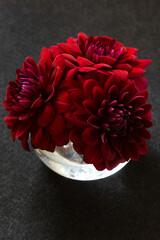 Lush dark red dahlias on a black background. Beautiful summer and autumn flowers in a vase, minimalistic bouquet