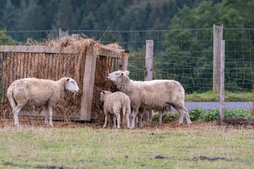 Fototapeta premium sheep and lambs eat hay from a rack