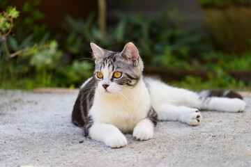 Naklejka na ściany i meble Lovely cute little cat with beautiful yellow eyes sit and relaxing in garden outdoor