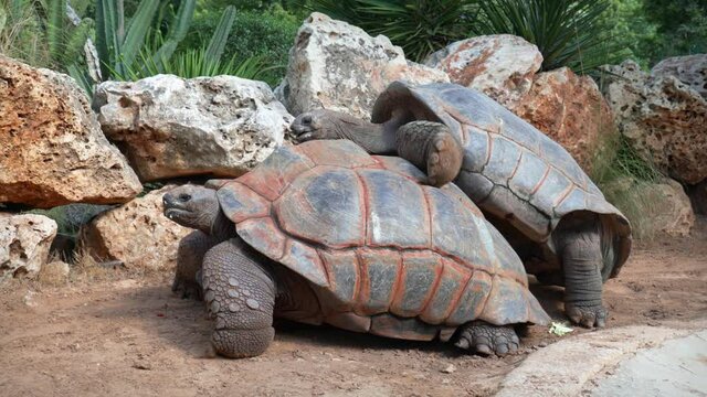 One giant turtle climbs on top of another giant turtle, the sex of turtles