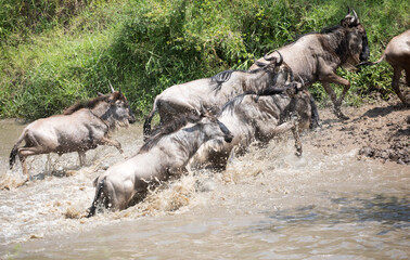 The Wildebeest migration on the banks of the Mara River. Every Year 1.5 million cross the Masai...