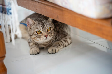 Cute happy tabby cat lying  under sofa in living room