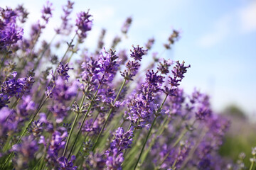 Beautiful blooming lavender field on summer day, closeup