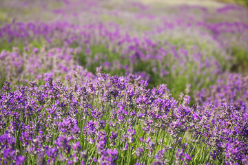 Beautiful blooming lavender field on summer day