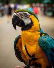 blue and yellow macaw