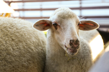 Cute funny sheep on farm, closeup. Animal husbandry