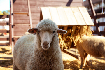 Cute funny sheep on farm, closeup. Animal husbandry