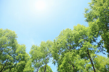 新緑の木々と太陽