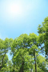 新緑の木々と太陽