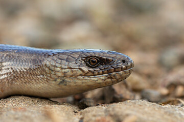 european slow worm portrait