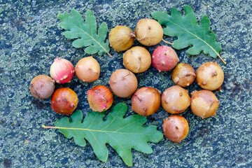 Detail of Pyrenean oak galls and leaves on rock with lichen. Quercus pyrenaica.