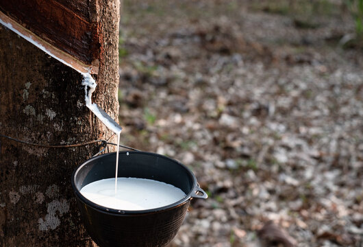 Rubber tapping fresh milky Latex flows from the para tree into a plastic black bowl