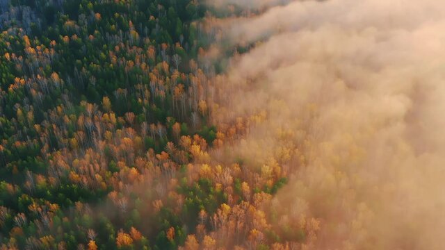 Aerial: misty autumn forest in morning. Sunrise fog covering treetops of trees