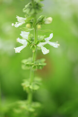 バジルの花