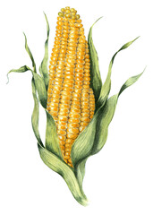 Yellow, ripe corn on the cob. Agricultural watercolor illustration. Isolated on white background. Hand-drawn.