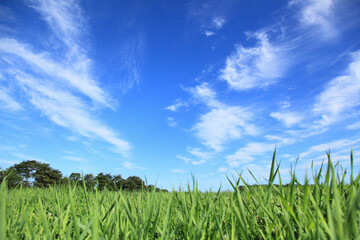 Obraz premium 空模様と草原